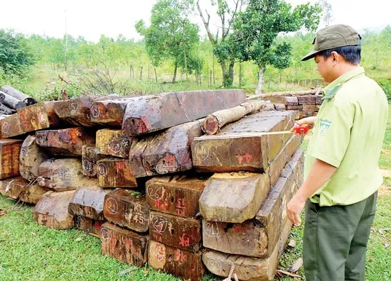 Truy trách nhiệm cán bộ quản lý rừng