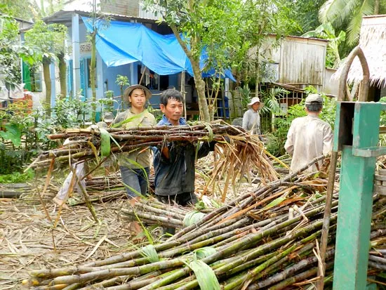 Nhà máy đường ngừng hoạt động vì bị... phạt oan!