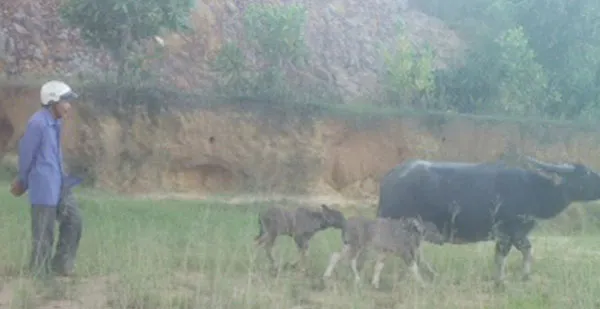 Thừa Thiên – Huế:  Trâu đẻ hai nghé con