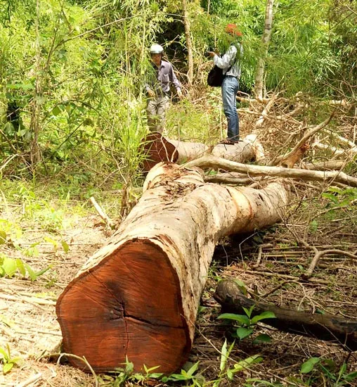 Gỗ quý bị chặt hạ gần trạm kiểm lâm