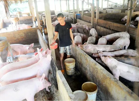 TPHCM xây dựng nông thôn mới: Tập trung cải thiện môi trường