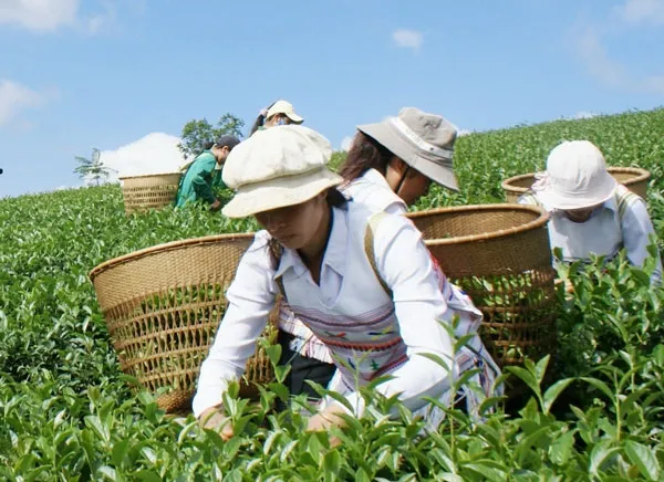Trà Việt Nam đã thông quan bình thường vào Đài Loan