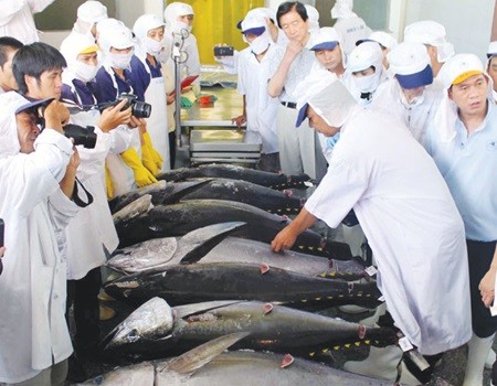 Japanese experts select qualified Vietnamese tuna to join auction sessions in Japan. Integrating into the global economy is one of major priorities that the Government will focus to improve market economy institutions, highlighted at the Viet Nam Business Forum yesterday in Ha Noi (Photo: VNS)