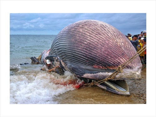 Photo on Ca Ong (whale) worship by Pham Ngoc Hoang
