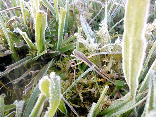 Hoar frost covers rural hills, vegetable crops (Photo: SGGP)