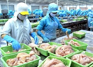Processing exported Basa fish fillets at Binh An Seafood JSC (Photo: VNA)