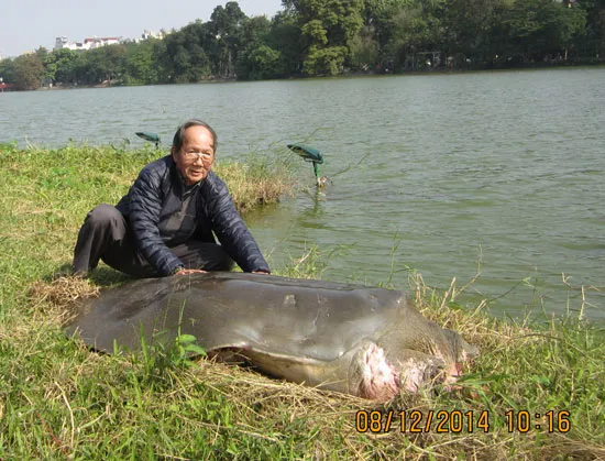 Cụ Rùa Hồ Gươm vẫn khỏe mạnh