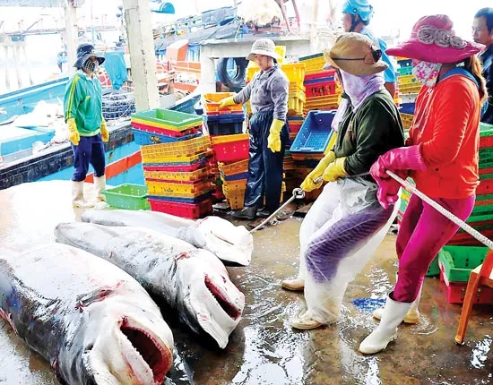 Ngư dân phấn khởi ảnh 4