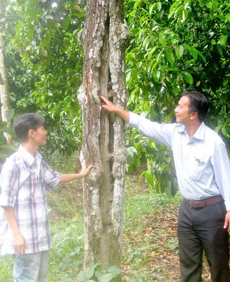 Vang danh măng cụt xứ cồn