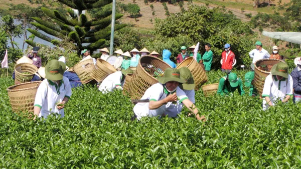 Khai mạc Tuần văn hóa trà Lâm Đồng