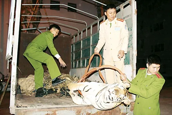 Bắt vụ vận chuyển cá thể hổ nặng trên 120kg