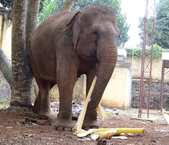 Nạn nhân đánh vào vòi voi trước khi bị voi cuốn