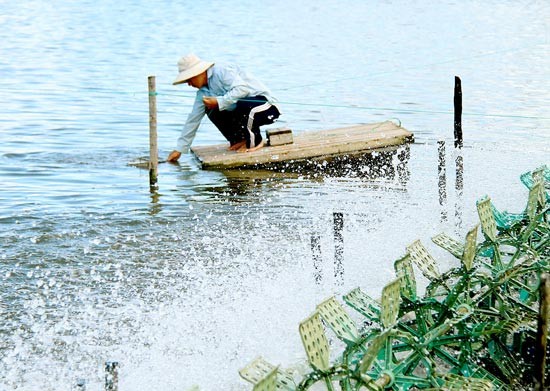 Shrimp farming in Can Gio district, HCMC (Photo: SGGP)