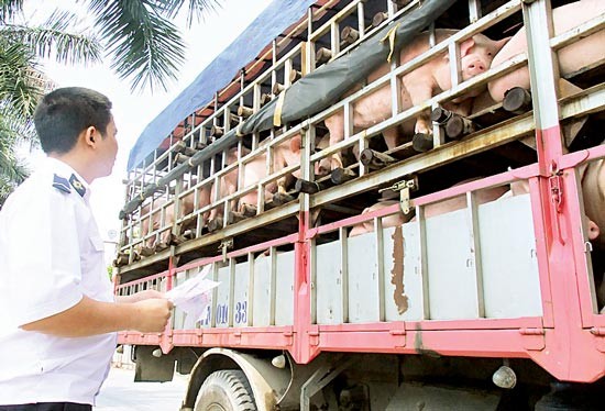 A vet is checkign pigs at a quarantine station (Photo: SGGP)