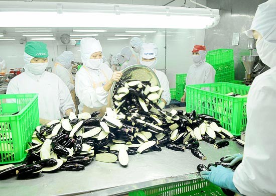 Workers process eggplants for exports at Cofidec Company (Photo: SGGP)