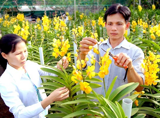 Farmers grow orchids in Cu Chi district, HCMC (Photo: SGGP)
