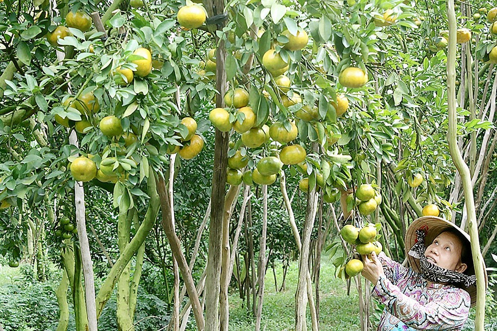 A farmer with her mandarin tree laden with fruits (Photo: SGGP)