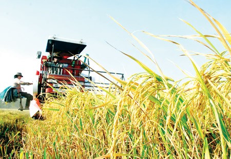 Rice harvest in the Mekong Delta province of Bac Lieu (Photo: SGGP)