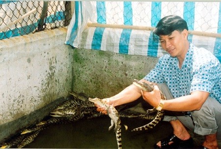 Bui Van Da raises crocodiles in HCM City's Binh Chanh District. The export of crocodiles and crocodile skins has contributed to a significant improvement in the city's agricultural value last year. — VNA/VNS Photo Pham Do