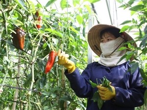 Japan’s Showa Denko Group seeks to build clean vegetable plant in Ha Nam (Photo: VNA)