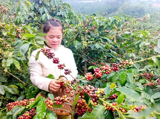 Coffee bean harvest in the Central Highlands province of Dak Lak (Photo: SGGP)