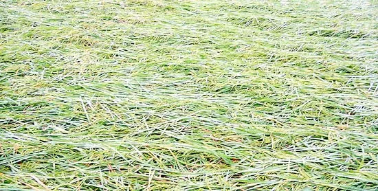 Một cơn mưa, thiệt hại trên 3 tỷ đồng