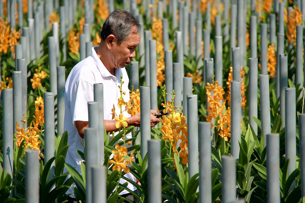 Tái cơ cấu ngành nông nghiệp TPHCM -  Bài 2: Hình thành trung tâm giao dịch hoa kiểng, cá cảnh