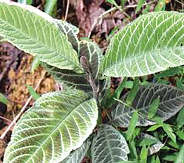 Công dụng của Lá Khôi tía đối với bệnh dạ dày