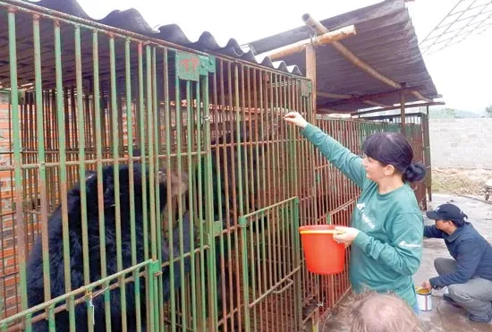 Quảng Ninh: Gấu chết hàng loạt