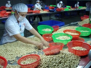 Vietnam and Nigeria promote cashew trade (Photo: VNA)
