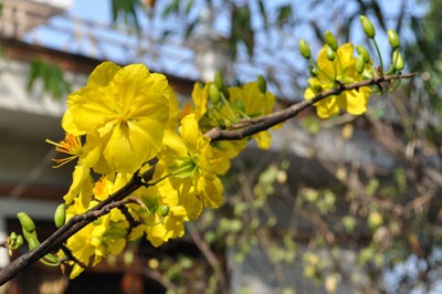 The national flag carrier Vietnam Airlines transports apricot and peach blossoms for Tet. (Photo: KK)