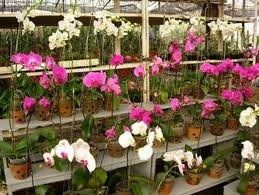 The spring flower festival features more than 4,000 ornamental plant and various rare flowers. (Photo: KK)
