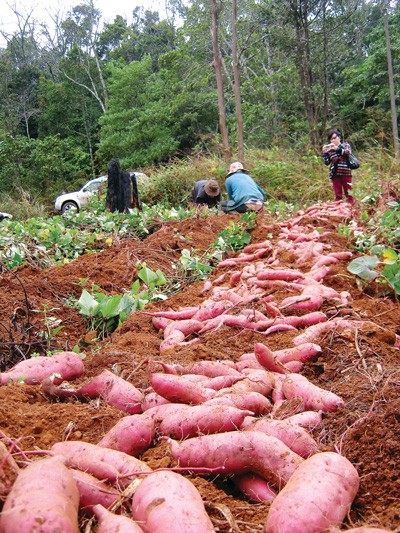 Japanese sweet potatoes highly profit Dak Nong farmers (Photo: SGGP)