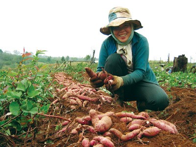 Hi-tech applied sweet potato farming brings billion dong incomes for farmers in Tuy Duc district, Dak Nong province (Photo: SGGP)