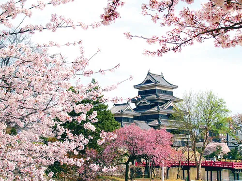 Trẩy hội hoa Xuân cùng TST tourist