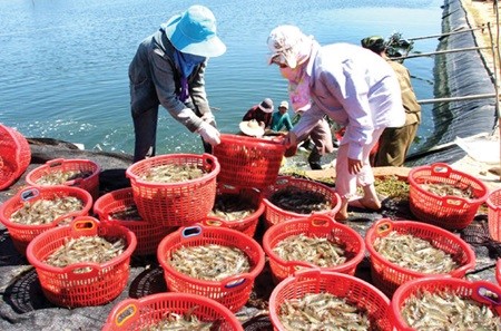 Farmers harvest white-leg shrimps for export in Quang Binh Province. Prime Minister Nguyen Tan Dung yesterday said the country should be proactive in setting rules for global trade as it deepens its international integration in all areas