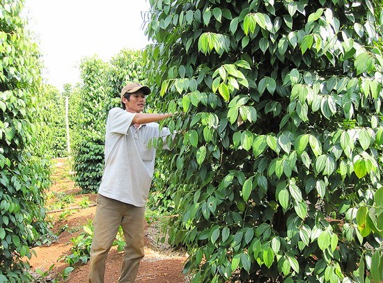 A farmer in Binh Phuoc Province's Loc Ninh District harvests pepper (Photo: SGGP)