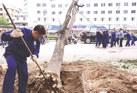 A tree is being chopped down on Nguyen Chi Thanh Road. The Mayor of Ha Noi has stopped the felling of trees on the capital city's street after it provoked widespread outrage. — VNS Photo Le Hieu