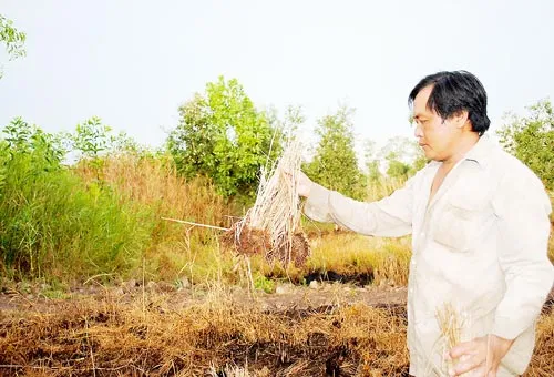 Trồng lúa trong rừng tràm: Càng làm càng lỗ