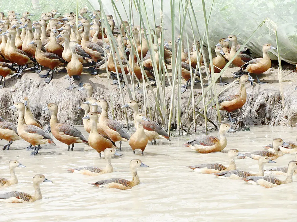 Nuôi le le bán hoang dã