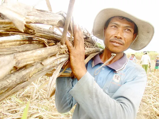 Thất bát mùa mía