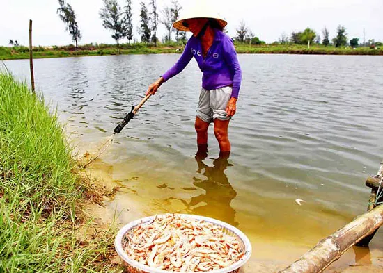 Quảng Nam: Tôm chết hàng loạt, nông dân điêu đứng