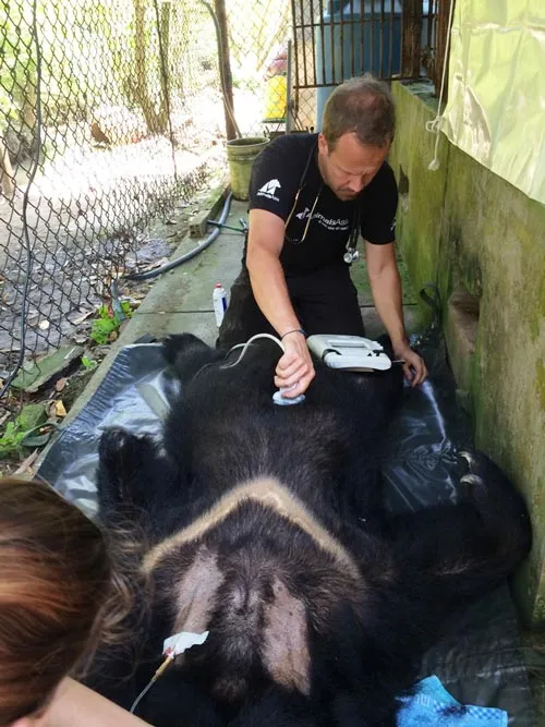 Đưa 3 con gấu nuôi nhốt về Vườn quốc gia Tam Đảo