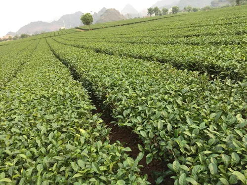 Thu hút đầu tư vùng Tây Bắc: Quy hoạch vùng, cùng phát triển