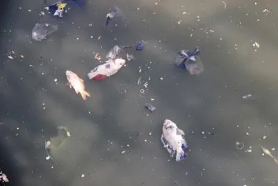 Xuất hiện hiện tượng cá chết hàng loạt trên  kênh Nhiêu Lộc