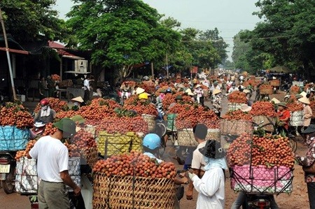 Farmers transport lychees in the northern province of Bac Giang. Long-term solutions and strategies are necessary to boost domestic agricultural products' competitiveness, experts said at a recent forum. (Photo: VNA/VNS)