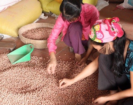 Farmers clasify lotus seeds for export at the northern province of Hung Yen's Phuong Chieu commune. — VNA/VNS Photo Dinh Hue