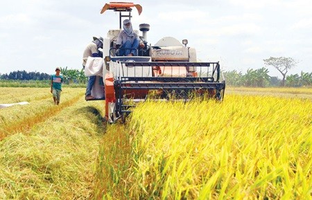 Farmers harvest the winter-spring crop 2014-15 in Hau Giang Province. Many farmers in the province's Vi Thuy District have adopted a new farming model to increase productivity and reduce the use of fertilisers and pesticides. (Photo: VNA/VNS)