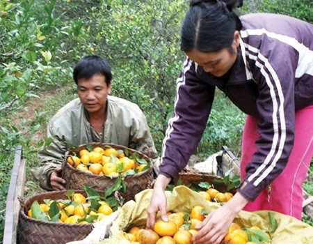 Some households in Lang Son province in the North uses capital from the Bank for Social Policy to grow high-cropping oranges to overcome poverty. Prime Minister Nguyen Tan Dung said that the national poverty alleviation programme needed to focus on motivating people to get out of poverty on their own. — VNA/VNS Photo Tran Viet