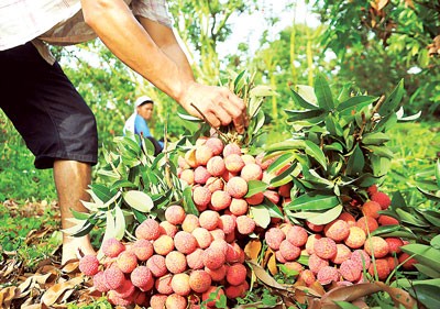Thieu litchi fruits in Luc Ngan, Bac Giang (Photo: SGGP)